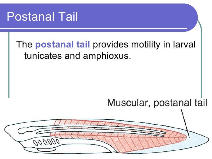 post anal tail Lesbian fetish cams sex
